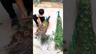 Peacock feathers collection peacock shortvideo bdsports bollywood love song [upl. by Nyliret542]