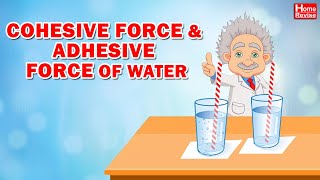 Cohesive force and Adhesive force of water [upl. by Sunderland]