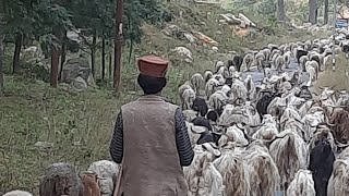 Morning of 30102024  A glimpse into the lives of Shepherds at Uttarakhand hills [upl. by Thatcher93]