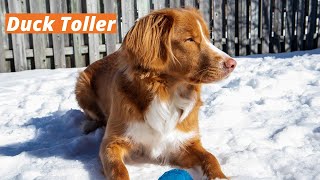 Nova Scotia Duck Tolling Retriever [upl. by Tully599]