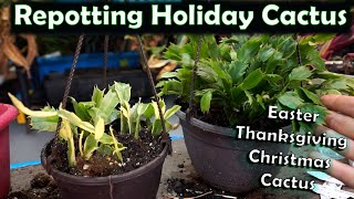 Repotting Holiday Cactus  Schlumbergera Cactus Potting [upl. by Vins]