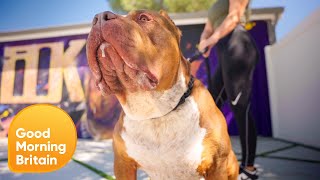 Exclusive Inside Americas Largest XL Bully Breeding Kennel  Good Morning Britain [upl. by Nyrual294]