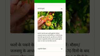 Syngenta Tomato seeds Saaho 3251 tomato agriculture farming fruit tomatofarming [upl. by Attennyl]