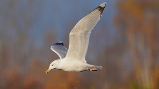 4K Mewa srebrzysta  European herring gull  Larus argentatus [upl. by Dyal]