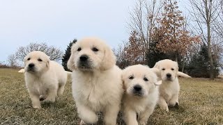 8 Golden retriever puppies The Sweets Litter [upl. by Ealasaid]