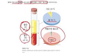 중25단원 혈액의 구성혈장과 혈구  백혈구 적혈구 혈소판 [upl. by Ahtenek823]