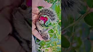 Jag ghumaya na 🐿️🍃🌹funny parrot trending comedy talkingparrot [upl. by Iggam]