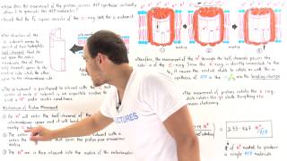 Proton Movement in ATP Synthase [upl. by Jadda]