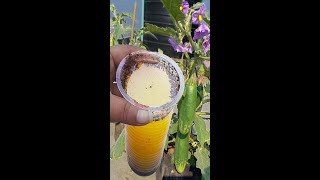 How to make Vermicompost Liquid Fertilizer [upl. by Sondra]