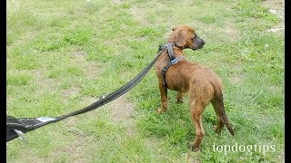 How To Leash Train A Puppy [upl. by Teews]