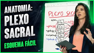 ANATOMIA PLEXO SACRAL esquema fácil  Dra Walkyria Fernandes [upl. by Eoj]