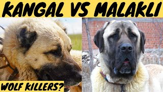 WOLF KILLERS KANGAL VS MALAKLI dog breeds [upl. by Nivlak]