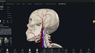 General Anatomy  Lab 4  CVS amp RS [upl. by Ardme]