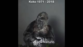 Koko the last talking Gorilla Her dying words 🦍 RIP [upl. by Yraunaj]