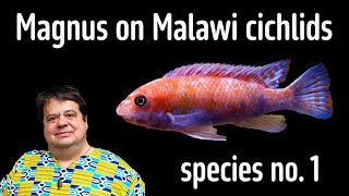 Magnus on Malawi cichlids 1 [upl. by Peoples]