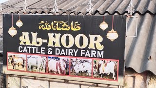 ALHOOR CATTLE AND DAIRY FARM 2024 FULL COW COLLECTION 🐄 [upl. by Pietrek]