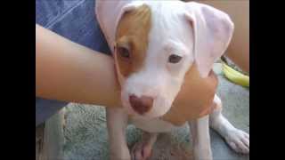 Cachorro Pitbull de 2 a 5 meses [upl. by Ailev]