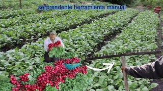 INCREÍBLE Siembra de Rábanos con esta Herramienta Manual excelente cosecha [upl. by Betta]