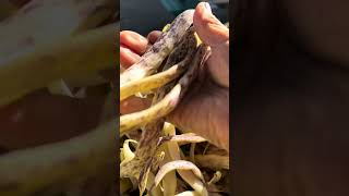 Top Nutritionist Reveals the Hidden Benefits of YELLOW STRING BEANS healthy beans shorts [upl. by Elspeth]