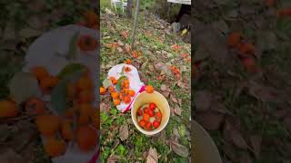 Persimmon harvest 2024 11 10 [upl. by Trebma]