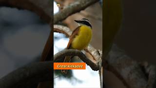 Great kiskadee bird sound 🧡 [upl. by Nailluj]