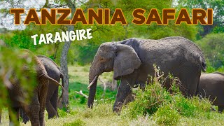 SAFARI in TANZANIA Better than SERENGETI Tarangire is ELEPHANT Paradise [upl. by Goetz52]