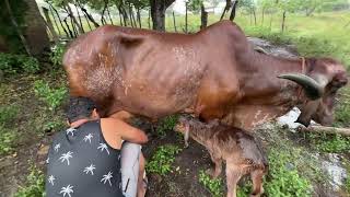 Vaca GYR LECHERO recién parida mira cuanta leche dió [upl. by Nalod458]