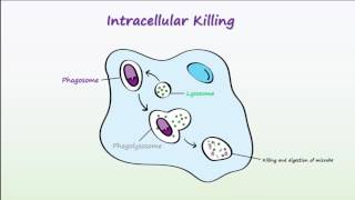 Phagocytosis [upl. by Zampardi52]