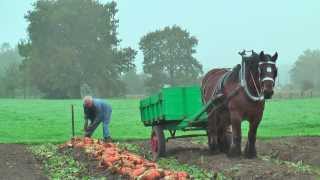 Belgian Draft Horsesbeet harvest with respect for the environmentBerlaarBelgium [upl. by Aili]