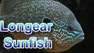 Longear Sunfish Tank US Native [upl. by Griffith425]