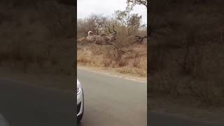 Greater Kudu Jumping [upl. by Ahsilyt]