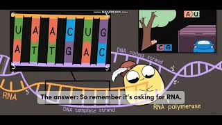 Biology with subtitle through AMOEBA SISTERS  DNA vs RNA [upl. by Demahum150]