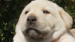 Bed Time For A Yawning Adorable Lab Puppy [upl. by Nnyleve]