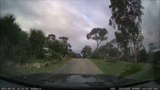 WedgeTailed Eagle Tries To Pick Up Lamb Statue In My Driveway [upl. by Particia]