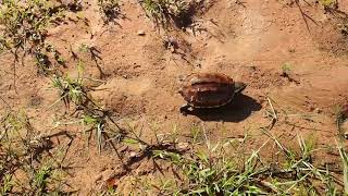 Two tortoise running in the lake Two tortoise in the lake [upl. by Arick]