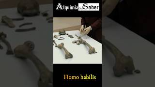 Homo habilis  Alquimia del Saber  Sh68 prehistoria historia prehistorico curiosidades [upl. by Vivi]