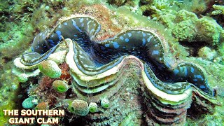 THE SOUTHERN GIANT CLAM [upl. by Michell]