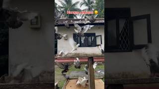 pigeons coming for foods after calling 😋😍😍kabutar ki videokabootar shorts [upl. by Htabmas]