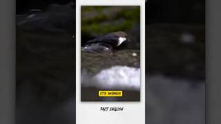 Dippers 🐦 facts birds shorts [upl. by Nytsrik]