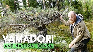 YAMADORI  Natural Bonsai [upl. by Eneroc]