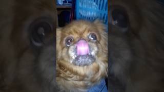 ♥️🐕dog pekinezer animals funny [upl. by Bilicki618]