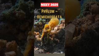 NEET Quick Revision➡️ Phylum HEMICHORDATAneet2025neetprepclass11thncertrevisionshorts [upl. by Jobie]