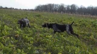 Braque Allemand  chasse au faisan [upl. by Cerracchio]