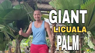 GIANT LICUALA PAANO ITANIM AT ALAGAAN ANG LICUALA licuala plant [upl. by Patsis]