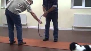 Alfie has fun learning obedience at Purbeck Agility Group [upl. by Doretta]