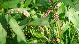 Useful Plant  Polygonum [upl. by Elwood]