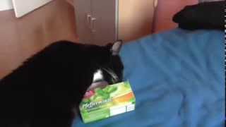 Katze schnuppert an der Minze Box [upl. by Falkner]