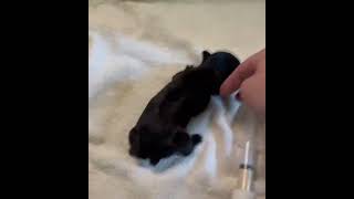 Hydrocephalus in Puppies Examples [upl. by Einaeg37]