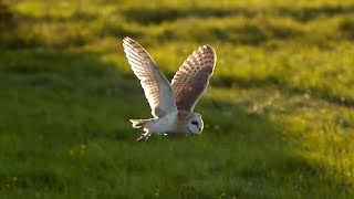 The Unbelievable Flight of a Barn Owl  Super Powered Owls  BBC Earth [upl. by Toffic]