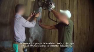 Carreras de caballo al descubierto fármacos y muerte [upl. by Catriona]